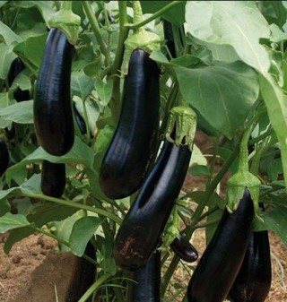 img-0: Баклажан Мабел F1 - ООО «Семена Тут»