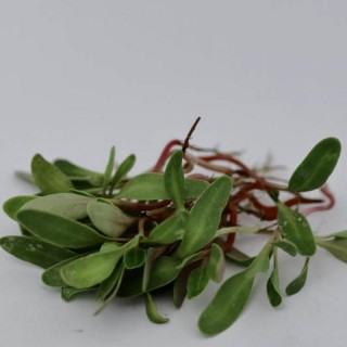 img-0: Мангольд зеленый Малахит МЗ - ООО «Семена Тут»