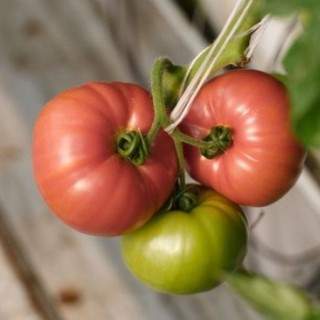 img-0: Томат Мануза F1 - ООО «Семена Тут»