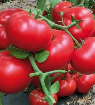 img-0: Томат Матиссимо F1 - ООО «Семена Тут»