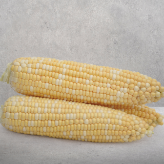 img-0: Кукуруза Майбико F1 - ООО «Семена Тут»