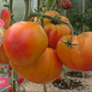 Томат Медовый - ООО «Семена Тут»