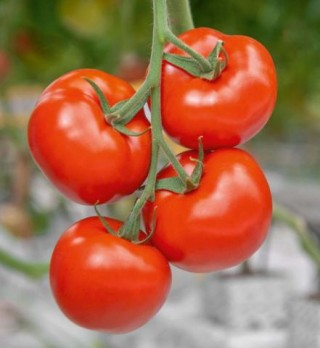 Томат Миакра F1 - ООО «Семена Тут»