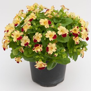 Мимулюс Мистик Крем виз Спотс [100 драже] - ООО «Семена Тут»