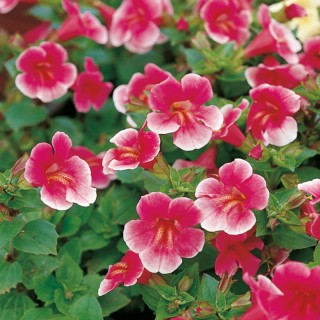 Мимулюс Мистик Роуз [1000 драже] - ООО «Семена Тут»