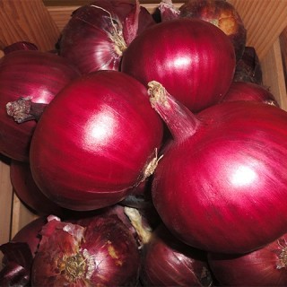 Лук репчатый Монастрел F1 - ООО «Семена Тут»