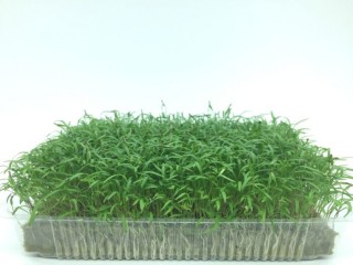 Морковь Шантанэ МЗ - ООО «Семена Тут»