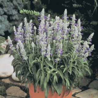 img-0: Сальвия мучнистая Страта Блю Вайт [5000 шт] - ООО «Семена Тут»