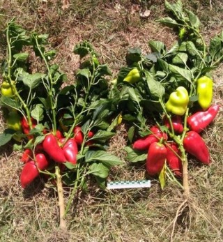 Перец Найс F1 - ООО «Семена Тут»