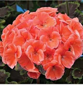 img-0: Пеларгония зональная Найт Салмон [1000 шт] - ООО «Семена Тут»
