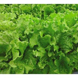 img-0: Салат Нефрит - ООО «Семена Тут»