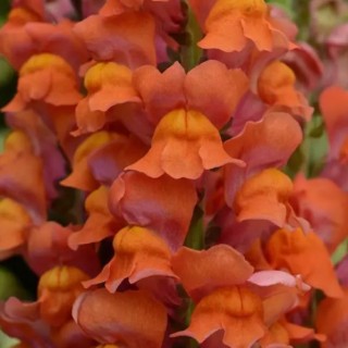 Львиный зев Мэриленд (группа 1,2) Дарк Оранж [1000 шт] - ООО «Семена Тут»