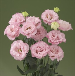 img-0: Эустома Корелли 2 Пинк [100 драже] - ООО «Семена Тут»