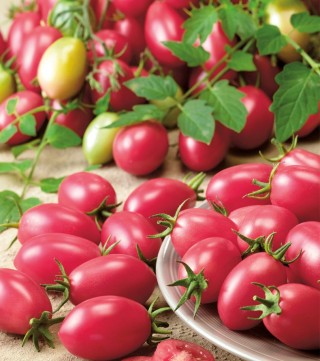 img-2: Томат Новичок розовый - ООО «Семена Тут»