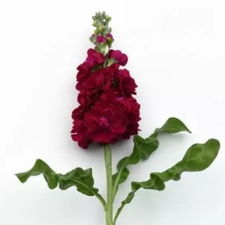 Маттиола Центум Ред [1000 шт] - ООО «Семена Тут»