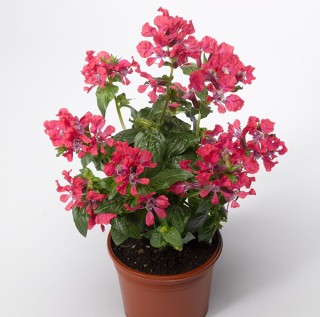 img-1: Куфея Шрирача F1 Роуз [1000 шт] - ООО «Семена Тут»