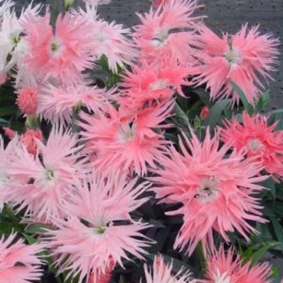 img-0: Гвоздика Супра Салмон [500 шт] - ООО «Семена Тут»