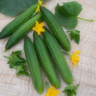 img-0: Огурец Форвард F1 - ООО «Семена Тут»