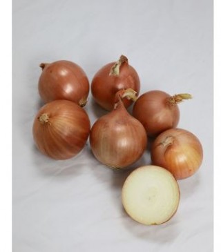 Лук Репчатый Октант - ООО «Семена Тут»