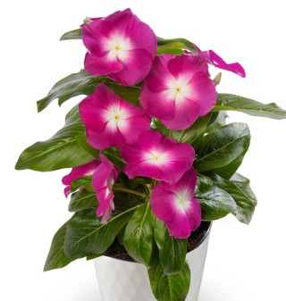 img-1: Катарантус Кора Маджента Хало [100 шт] - ООО «Семена Тут»