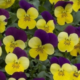 img-1: Виола рогатая Флорал Пауэр F1 Еллоу Пурпл Винг [1000 шт] - ООО «Семена Тут»