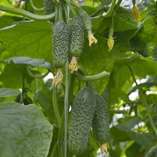 Огурец Парамон F1 - ООО «Семена Тут»