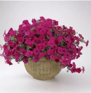 img-1: Петуния ампельная F1 Тайдал Вэйв Парпл [100 драже] - ООО «Семена Тут»