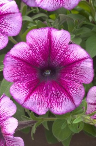 img-1: Петуния гибридная Трилоджи Пурпл Вейн [100 драже] - ООО «Семена Тут»