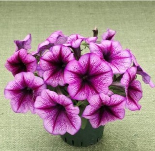 img-2: Петуния гибридная Трилоджи Пурпл Вейн [100 драже] - ООО «Семена Тут»