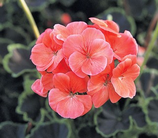 Пеларгония зональная Блэк Вельвет Корал [1000 шт] - ООО «Семена Тут»