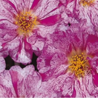 img-1: Портулак Сандайл F1 Пепперминт [1000 шт] - ООО «Семена Тут»