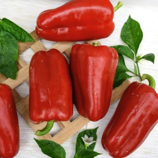 img-0: Перец Руслан (инкруст. семена) - ООО «Семена Тут»