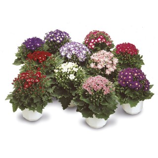 img-1: Цинерария гибридная Стар Вос Микс [50 шт] - ООО «Семена Тут»