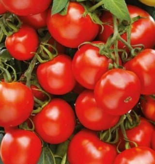 img-0: Томат Важная персона - ООО «Семена Тут»