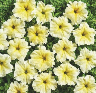 Петуния грандифлора Жёлтая [1000 драже] - ООО «Семена Тут»
