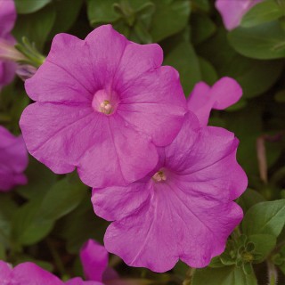 img-0: Петуния ампельная Эксплорер Лавандер [1000 драже] - ООО «Семена Тут»