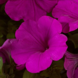 img-1: Петуния ампельная Эксплорер Парпл [1000 шт] - ООО «Семена Тут»