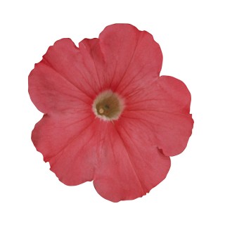 Петуния мультифлора Мерлин Салмон [100 драже] - ООО «Семена Тут»