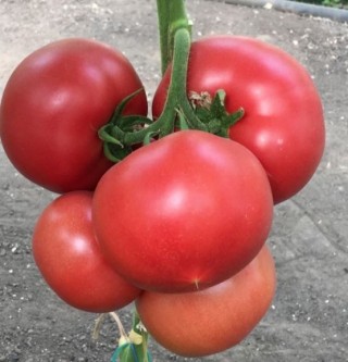 Томат Пинк Айди F1 - ООО «Семена Тут»