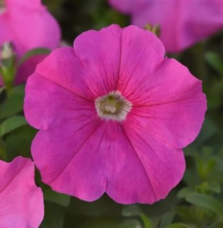 img-0: Петуния мультифлора Мираж Пинк [1000 драже] - ООО «Семена Тут»