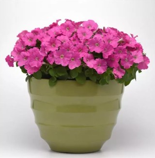 img-1: Петуния мультифлора Мираж Пинк [1000 драже] - ООО «Семена Тут»