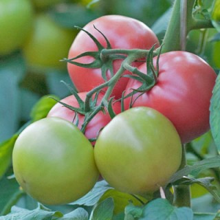 Томат Пинк Болл F1 - ООО «Семена Тут»