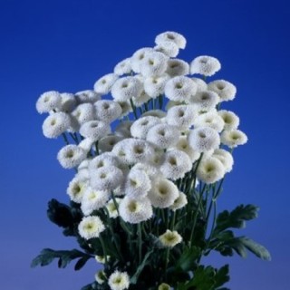 img-0: Пиретрум Вирго  [1000 драже] - ООО «Семена Тут»