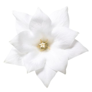 Платикодон Астра Вайт семи-дабл [100 шт] - ООО «Семена Тут»