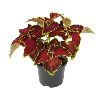 img-1: Колеус Файрвей Руби [1000 шт]* - ООО «Семена Тут»