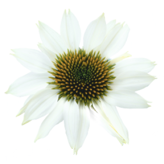 img-2: Эхинацея Поллинейшн Вайт [50 шт] - ООО «Семена Тут»