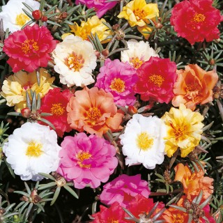 Портулак Сансикер Мульти Колор микс [5000 м/драже] - ООО «Семена Тут»