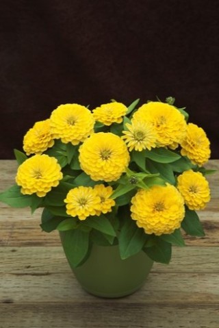 img-1: Цинния Прециоза Лайт Еллоу [100 шт] - ООО «Семена Тут»