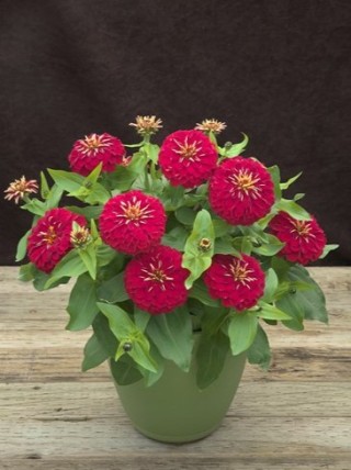 img-1: Цинния Прециоза Роуз [100 шт] - ООО «Семена Тут»