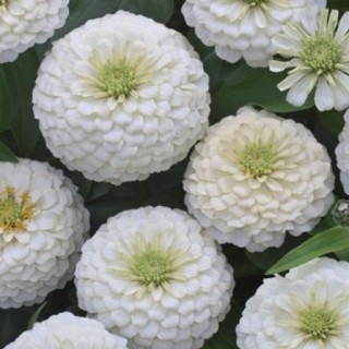 img-0: Цинния Прециоза Вайт [100 шт] - ООО «Семена Тут»